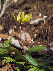 Erythronium umbilicatum