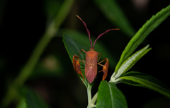 Chondrocera laticornis