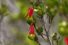 (c) Kerri-Lee Harris, some rights reserved (CC BY) Nematolepis phebalioides, photograph (c) Kerri-Lee Harris, some rights reserved (CC BY)