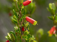 (c) Kerri-Lee Harris, some rights reserved (CC BY) Nematolepis phebalioides, photograph (c) Kerri-Lee Harris, some rights reserved (CC BY)