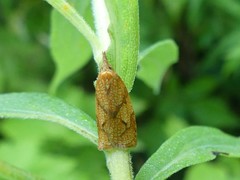 Cenopis reticulatana