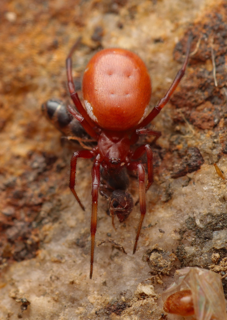 Red-and-white Asagena