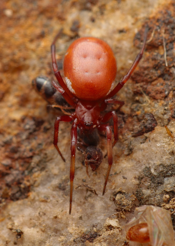 Red-and-white Asagena