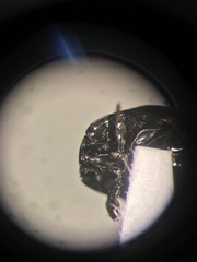 Hypocaccus fraternus