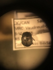 Hypocaccus fraternus