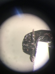 Hypocaccus fraternus