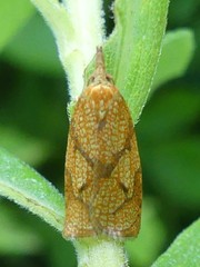Cenopis reticulatana
