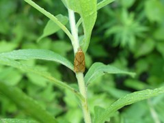 Cenopis reticulatana