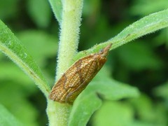 Cenopis reticulatana