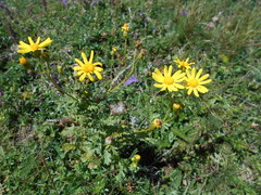 Senecio squalidus rupestris