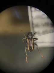 Stenelmis bicarinata