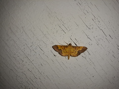 Meroctena staintonii