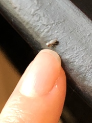Tutelina similis