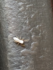 Tutelina similis