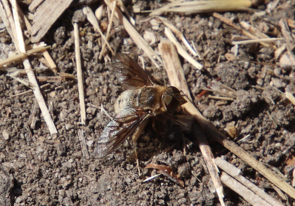 Paravilla californica