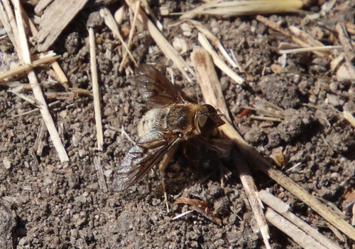 Paravilla californica