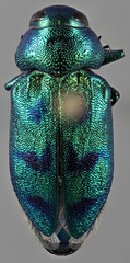 Sphaerobothris ulkei