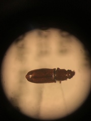 Rhizophagus brunneus