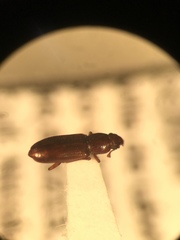 Rhizophagus brunneus