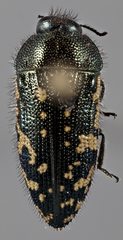 Acmaeodera flavopicta