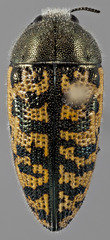 Acmaeodera auritincta