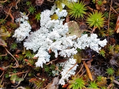 Stereocaulon saxatile