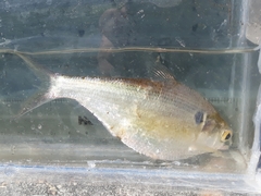 Dorosoma cepedianum