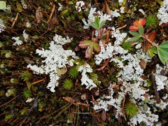 Stereocaulon saxatile