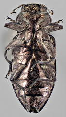 Chrysobothris merkelii