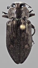 Chrysobothris merkelii