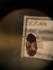 Mycetophagus flexuosus