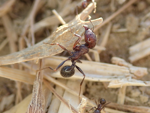东方收获蚁Messor orientalis