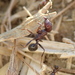 Oriental Harvester Ant - Photo (c) Denis Makhnovsky, some rights reserved (CC BY-NC), uploaded by Denis Makhnovsky