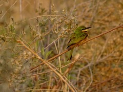 Merops pusillus argutus