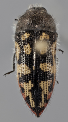 Acmaeodera recticollis
