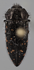 Acmaeodera knowltoni