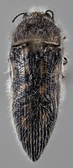 Acmaeodera pubiventris lanata