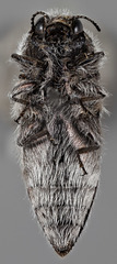 Acmaeodera pubiventris lanata