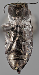 Chrysobothris caddo
