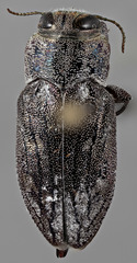 Chrysobothris caddo