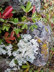 Stereocaulon saxatile