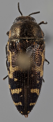Acmaeodera pulchella