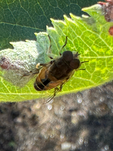 Unknown species found near S Colorado Ave, Boise, ID, US