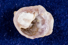 Crepidula onyx