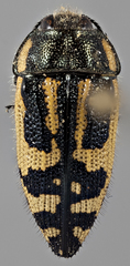 Acmaeodera amplicollis