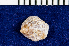 Crepidula onyx