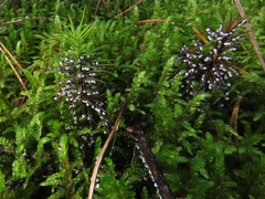 Didymium melanospermum