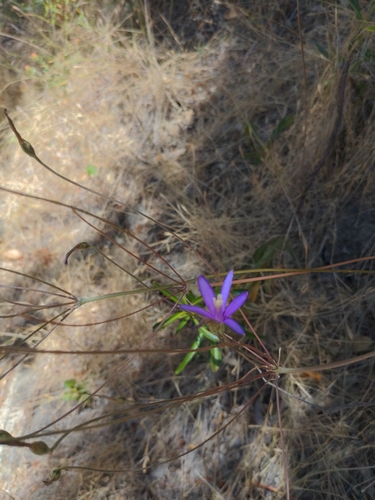 narrow-flowered California brodiaea (Brodiaea leptandra)