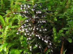 Didymium melanospermum