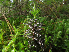 Didymium melanospermum